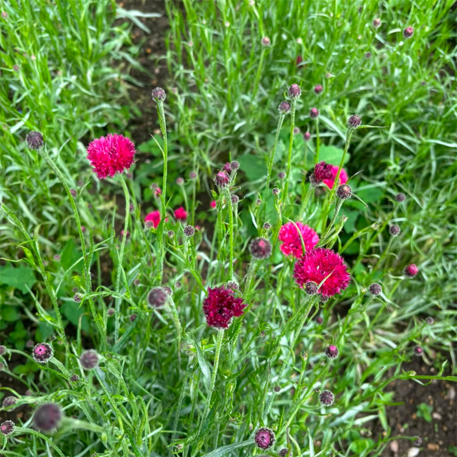 Cornflower - RASPBERRY - Grower's Bunch - (1 or 5 bunches)